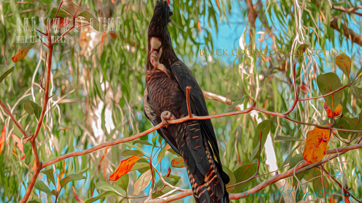 BLACK COCKATOO COLLECTION - RED TAILED RED COCKATOO TOWNSVILLE QLD